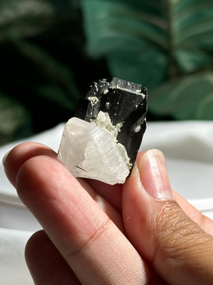 Quartz & Ferberite