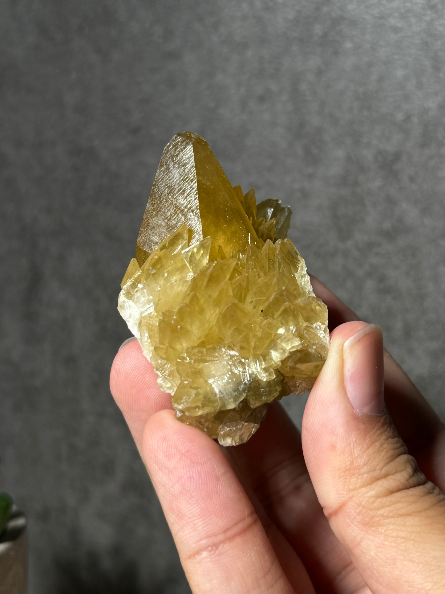 Golden Dogtooth Calcite Cluster