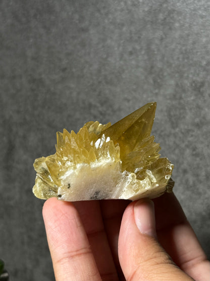 Golden Dogtooth Calcite Cluster