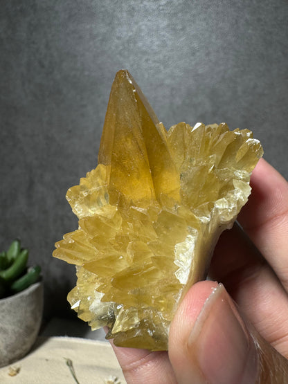 Golden Dogtooth Calcite Cluster