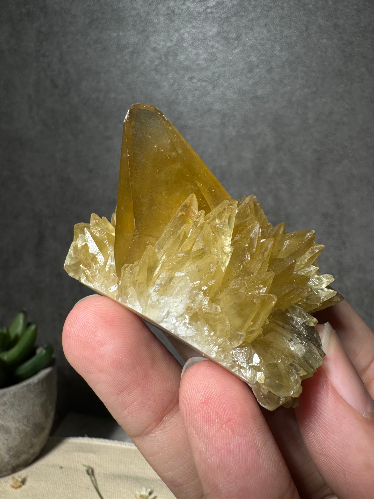 Golden Dogtooth Calcite Cluster