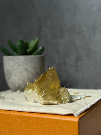 Golden Dogtooth Calcite Cluster