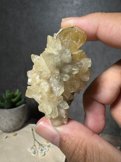 Golden Calcite on Dogtooth Calcite