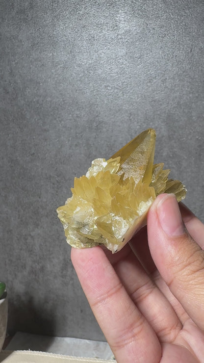 Golden Dogtooth Calcite Cluster